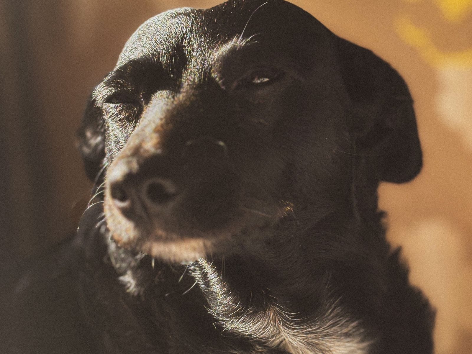 Calm dog companion