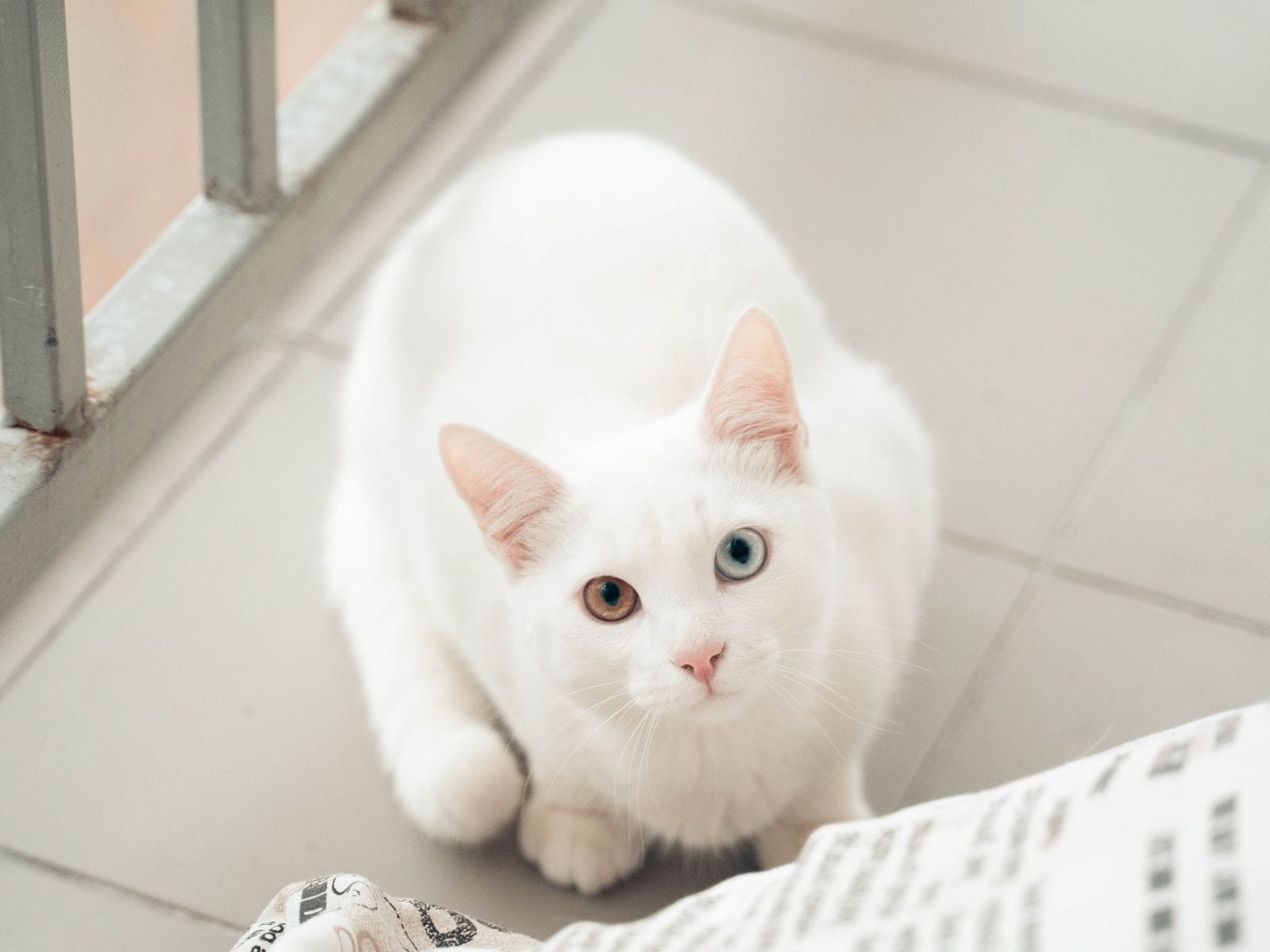 Calm cat companion