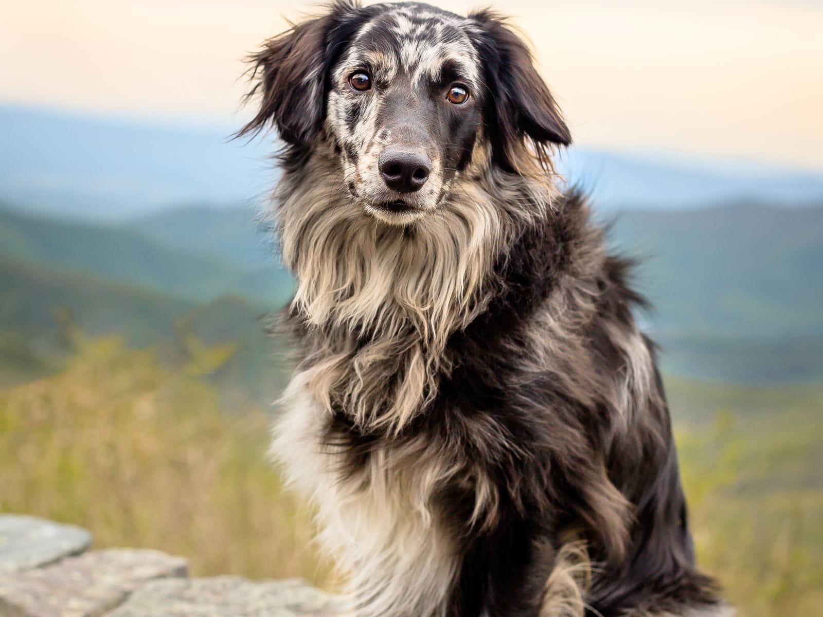 Calm dog companion