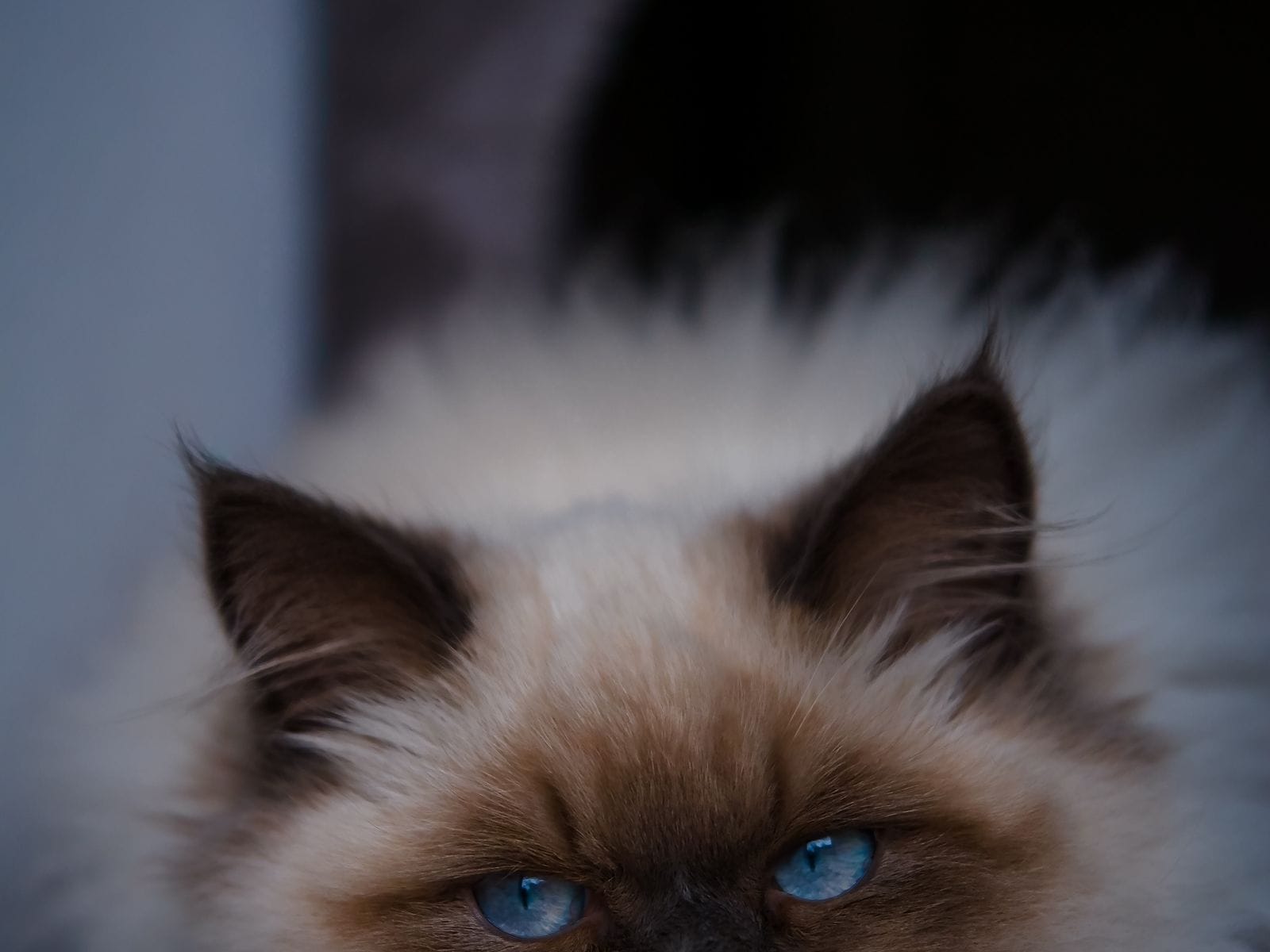 Calm cat companion