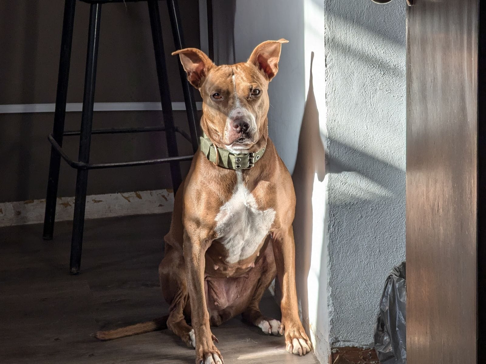 Calm dog companion