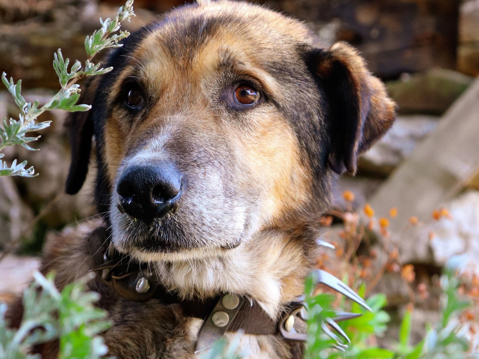 Calm dog companion