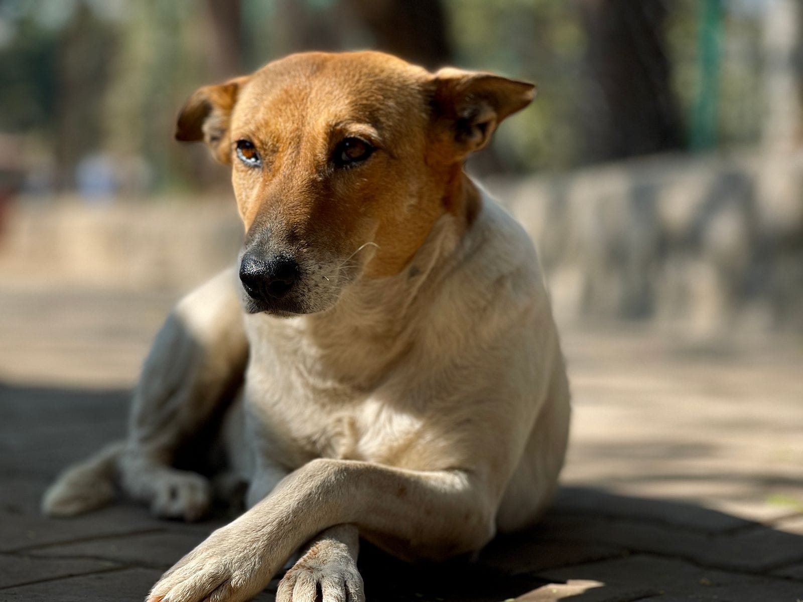 Calm dog companion