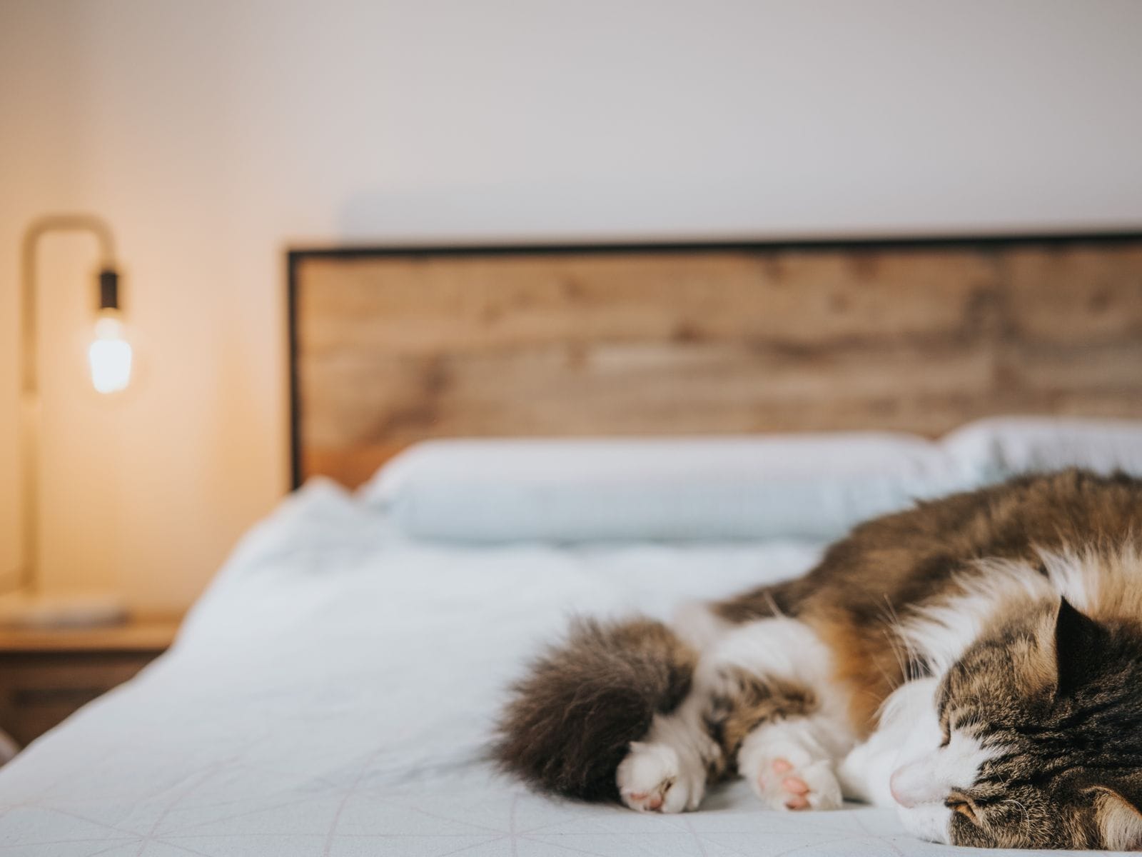 Kucing yang tenang