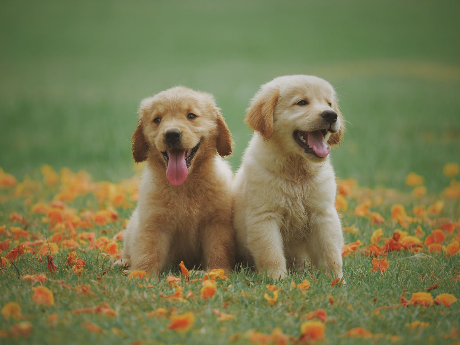 Two golden puppies sitting outdoors in grass