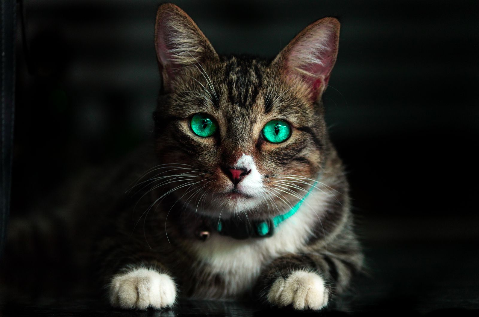 安静的猫咪