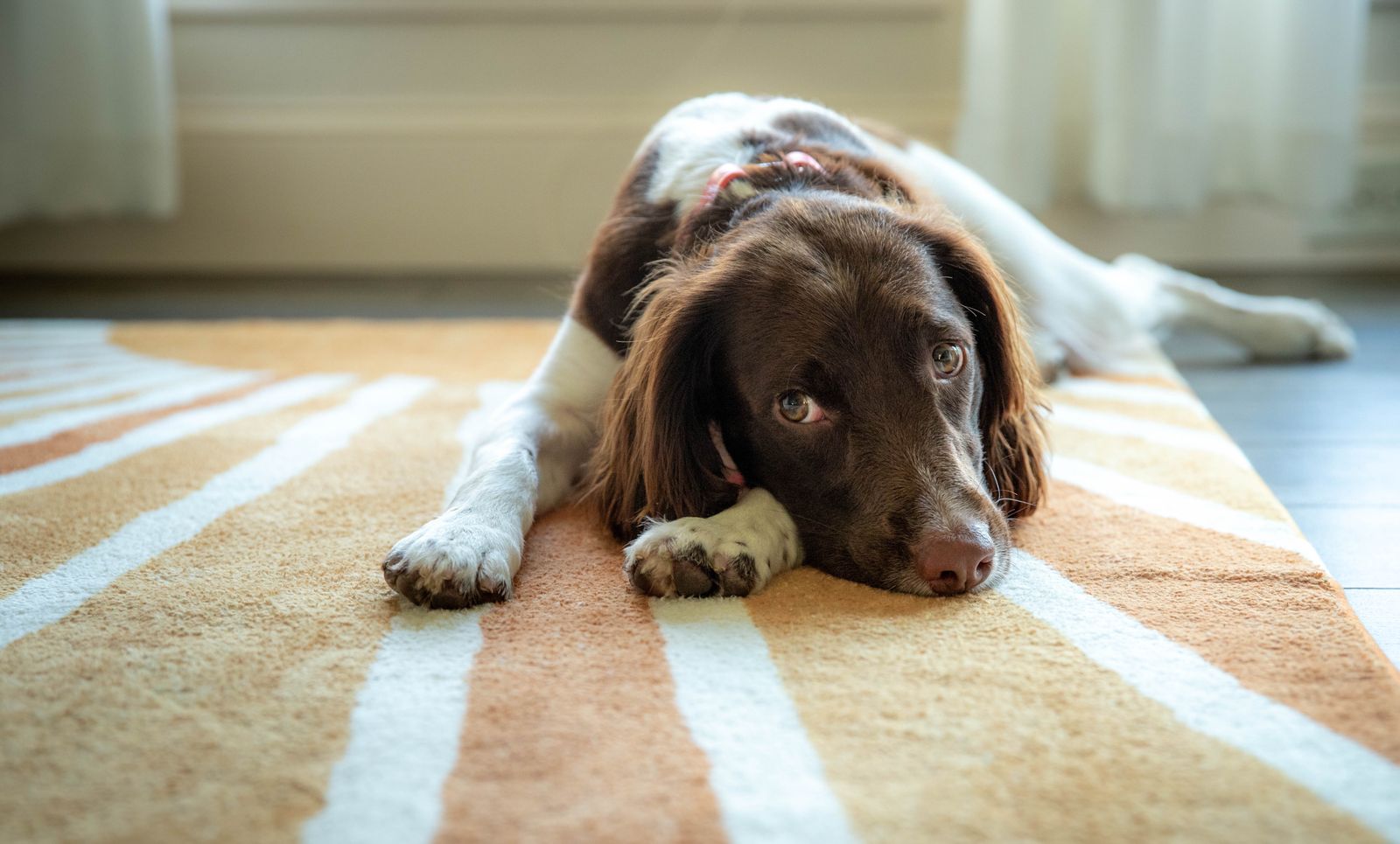Brown and white dog lying on a rug