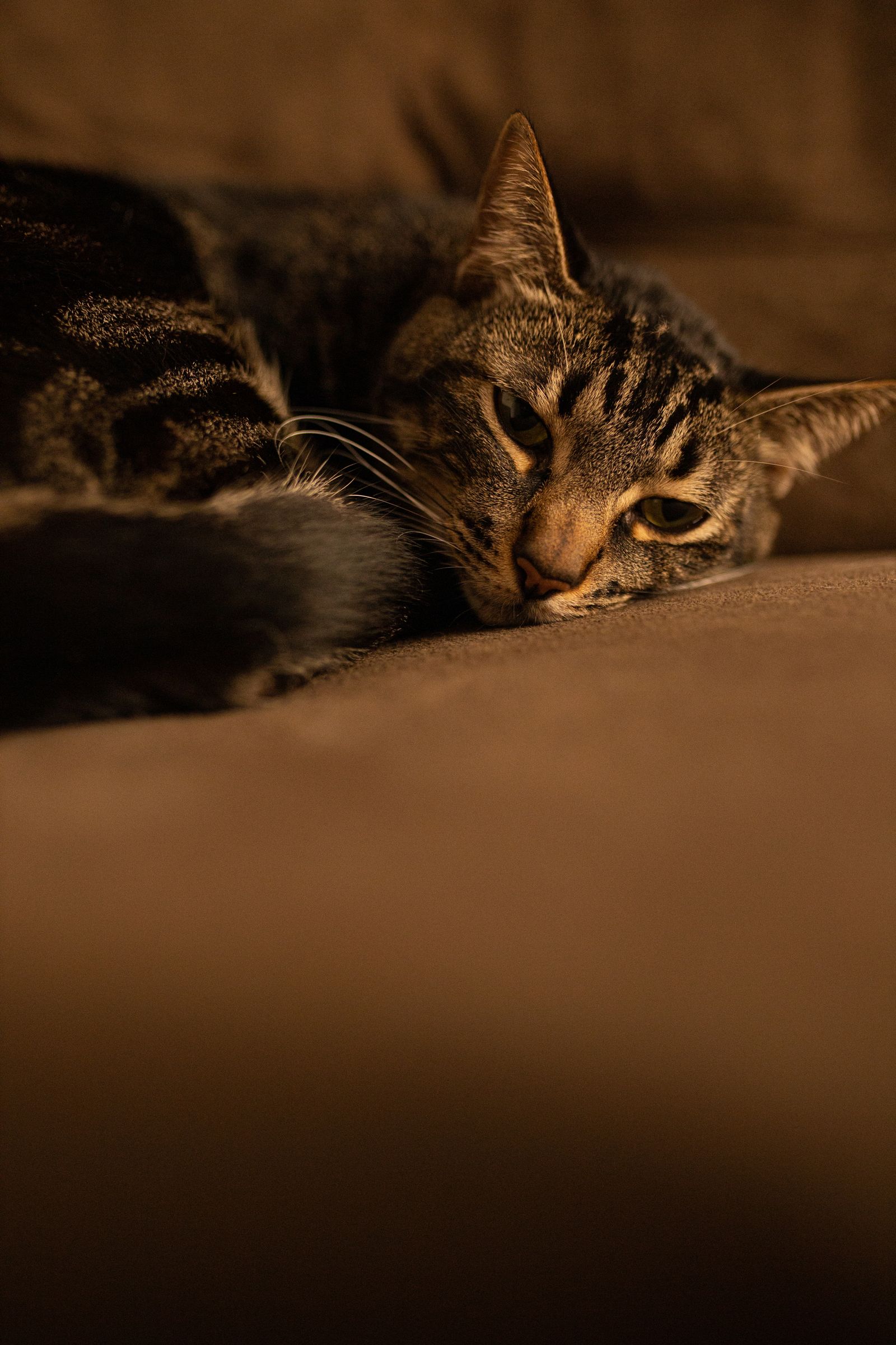 Kucing yang tenang