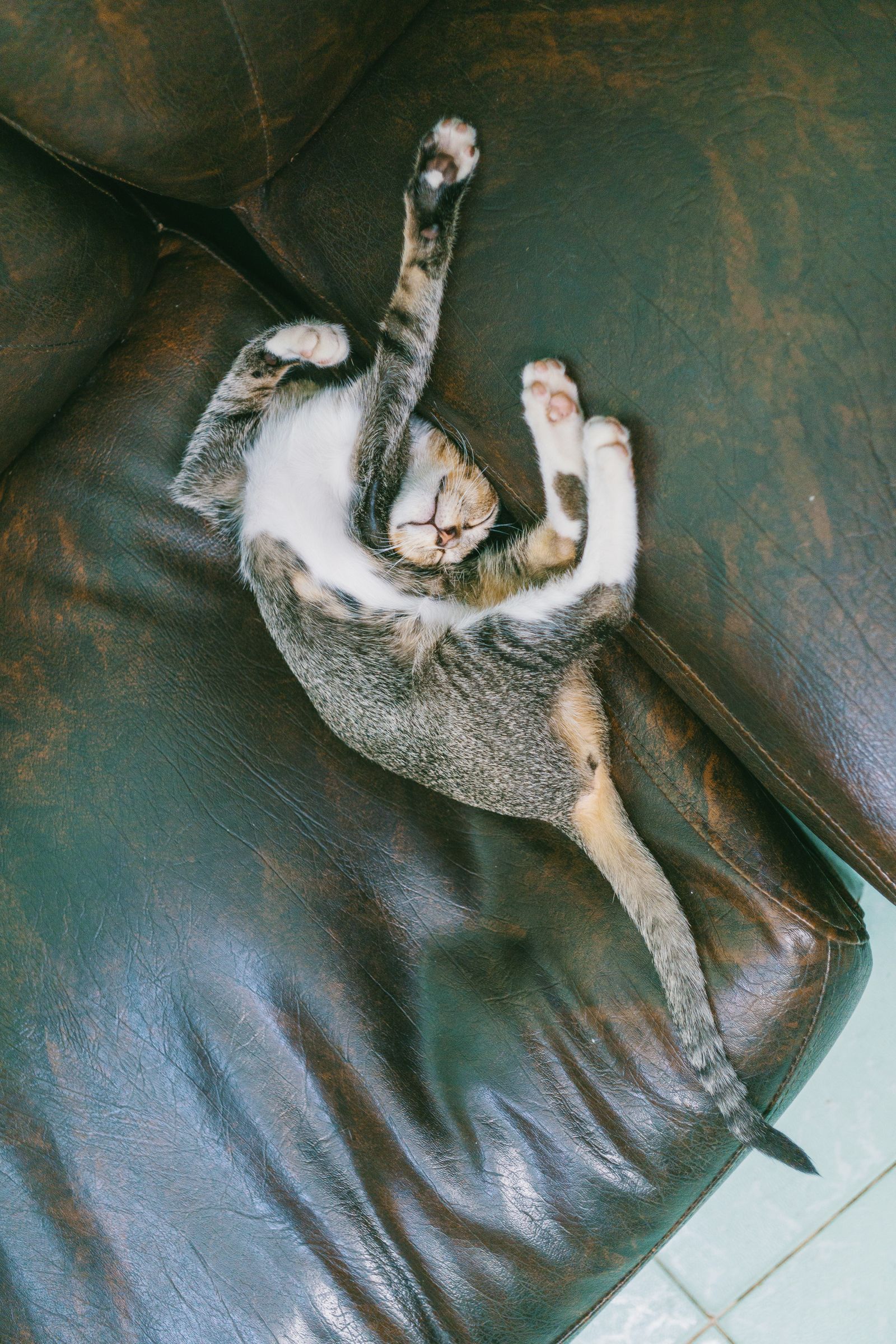 Kucing yang tenang