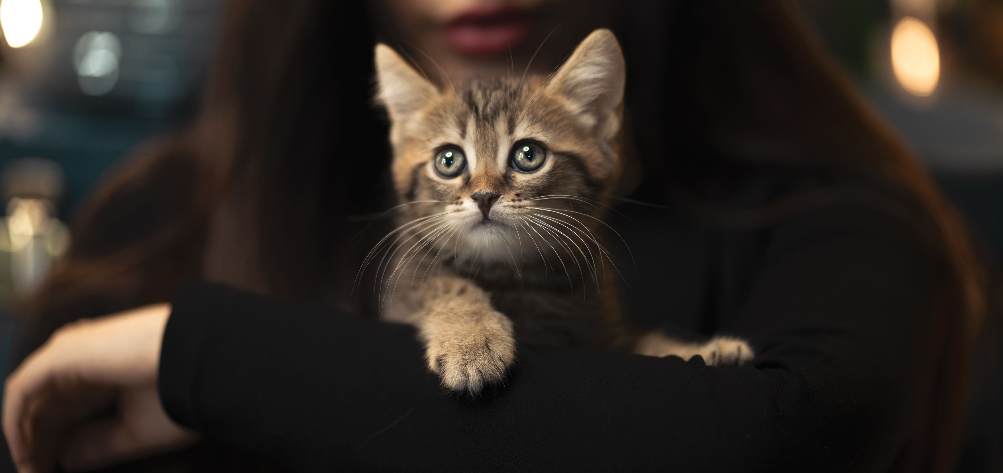 安静的猫咪