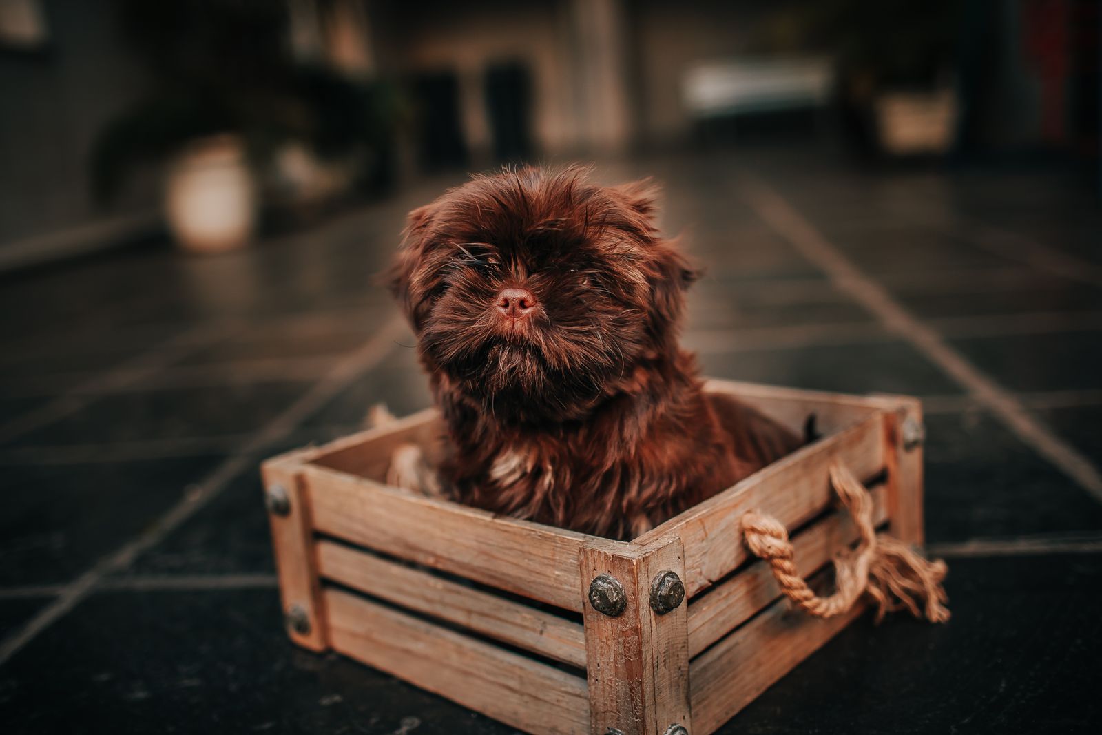 Brown puppy resting in a wooden box at home