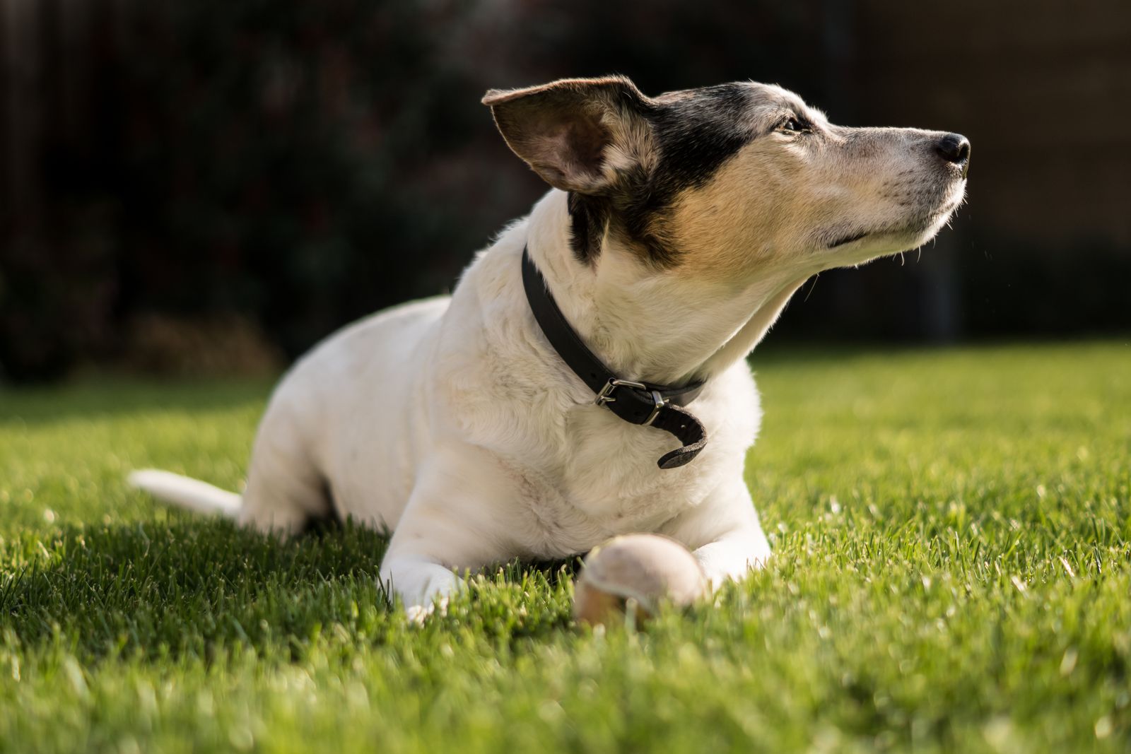 White and black terrier lying on grass outdoors