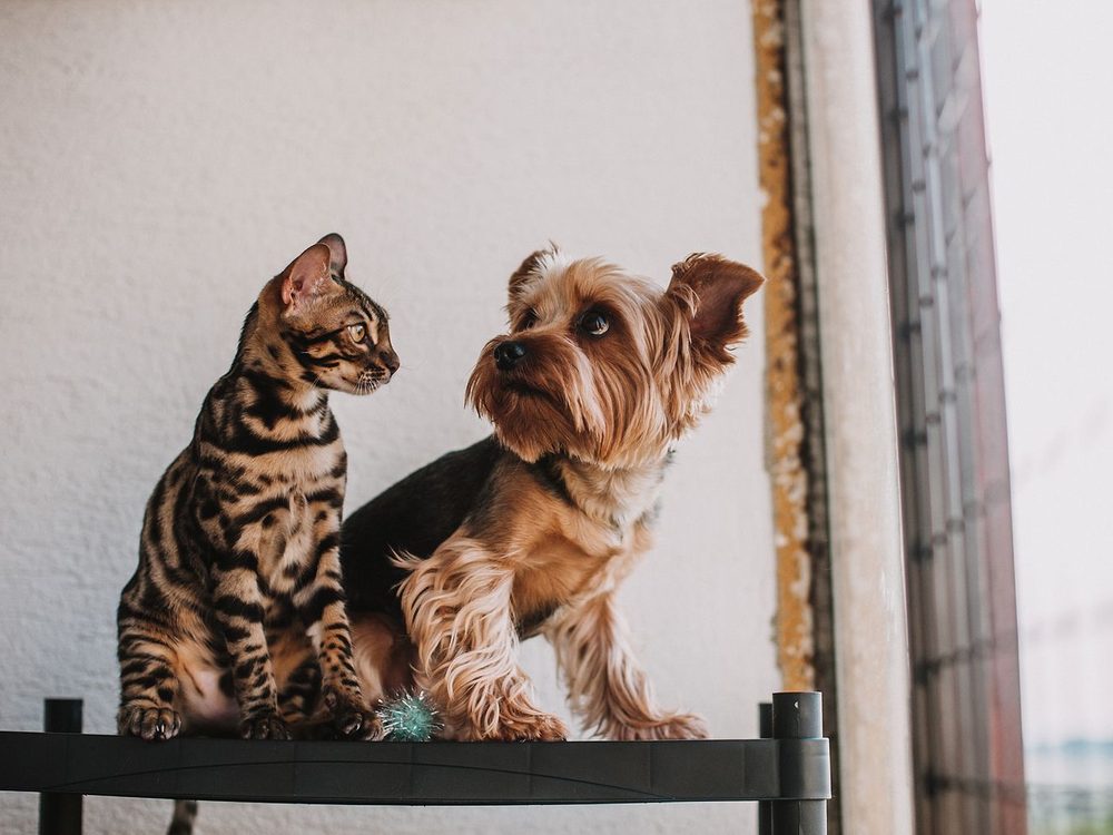 A dog and a cat sitting together