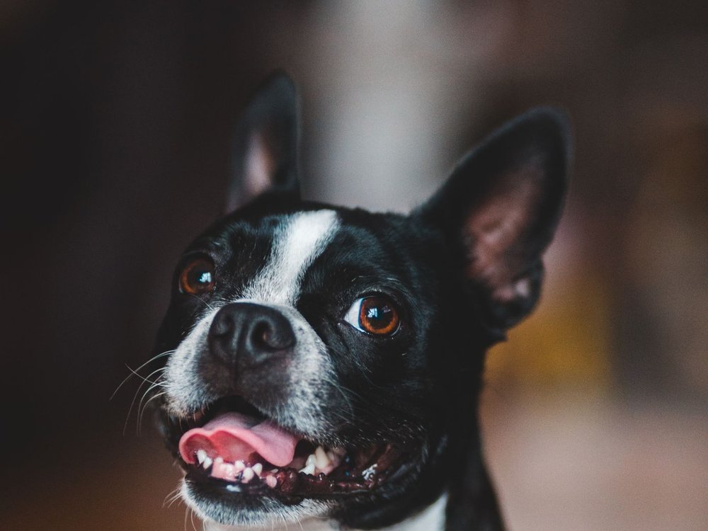 Seekor anjing gembira dengan lidah terjelir