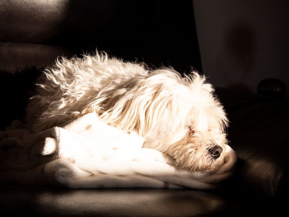Seekor anjing tidur dengan tenang