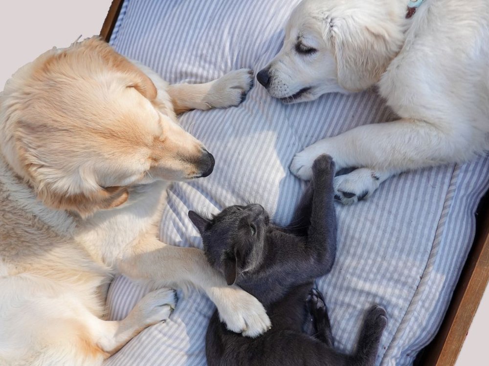 Two dogs and a cat resting together